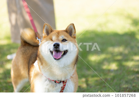 沒有右眼的柴犬在公園散步 101857268