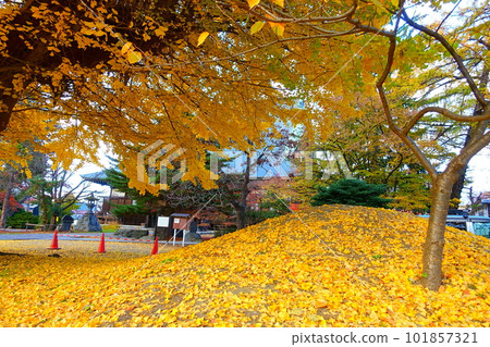 Ginkgo biloba, autumn leaves, yellow leaves, Senshoji 101857321