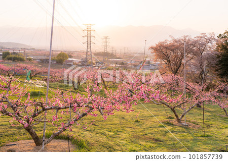 "Yamanashi Prefecture" Peach blossoms in full bloom, Kofu Basin in Togenkyo 101857739