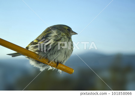 Siskin bird photo. 101858066