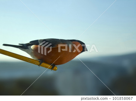 Bullfinch bird photo. 101858067