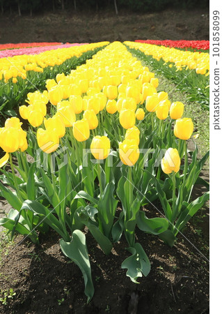 黃色鬱金香花田（強金） 101858099