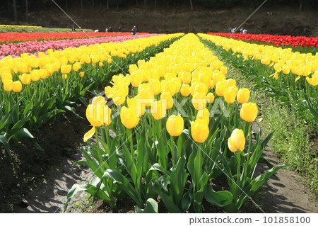 黃色鬱金香花田(強金) 黃色鬱金香花田(強金) 101858100