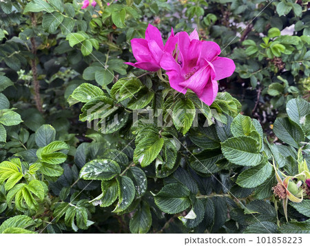 Rosehip bush and flowers. Rosehip bush and flowers. 101858223