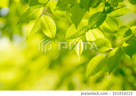 新鮮的綠色植物和透明的光 新鮮的綠色植物和透明的光 101858225