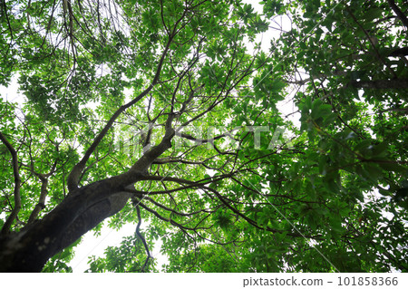 Looking up tree trunks in tropical forest Looking up tree trunks in tropical forest 101858366