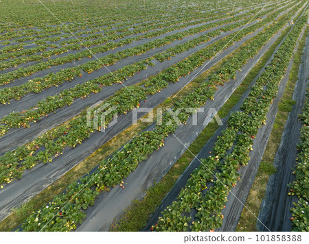 Strawberry fruits in growth in garden Strawberry fruits in growth in garden 101858388