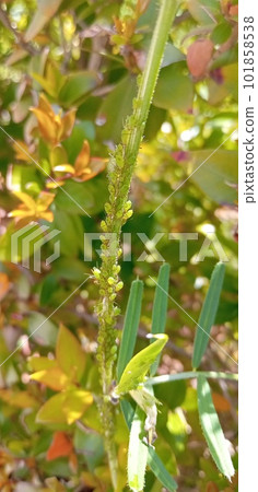 一群蚜蟲 一群蚜蟲 101858538