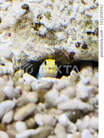 從石洞中鑽出的黃頭大顎魚 <宮城縣/仙台市> 101858542