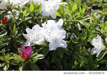 White azalea flowers blooming in the spring garden 101858670