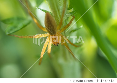 Ilo-billed spider Ilo-billed spider 101858718