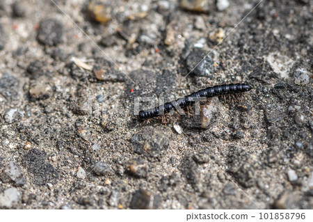 millipede crawling on concrete 101858796