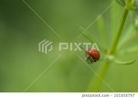 Ooca Marni Moth 101858797