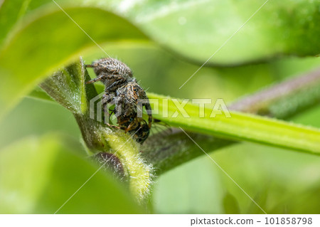 Jumping spider (cat fly bird) preying on horsefly 101858798