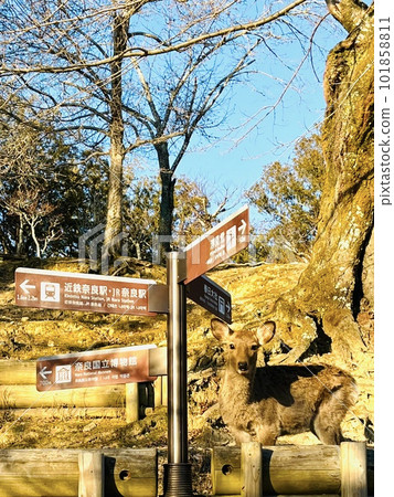 站在奈良公園旅遊信息標誌下的鹿<奈良/奈良公園> 站在奈良公園旅遊信息標誌下的鹿<奈良/奈良公園> 101858811