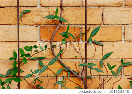 Green ivy plant is growing against red orange brick wall. Creeper plant foliage. Fresh leaves in spring garden. Growing and plants care. Curly bushes branches and twigs. Stone fence details. Green ivy plant is growing against red orange brick wall. Creeper plant foliage. Fresh leaves in spring garden. Growing and plants care. Curly bushes branches and twigs. Stone fence details. 101858848