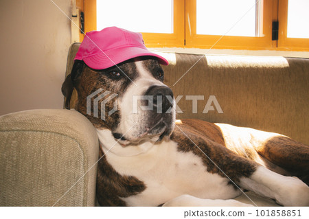 German brown boxer in a pink cap lying on blue couch. A short-haired service clever dog breed. Big gorgeous canine domestic animal with serious muzzle resting indoors. Home guard. A funny pet indoors. German brown boxer in a pink cap lying on blue couch. A short-haired service clever dog breed. Big gorgeous canine domestic animal with serious muzzle resting indoors. Home guard. A funny pet indoors. 101858851