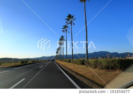棕櫚樹成蔭的大道景觀 棕櫚樹成蔭的大道景觀 101858877
