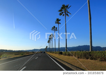 棕櫚樹成蔭的大道景觀 棕櫚樹成蔭的大道景觀 101858878