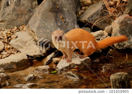 A weasel looking for food by the river 101858905