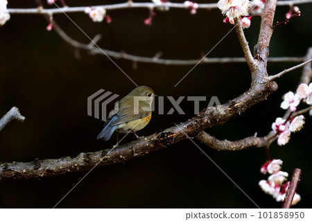 The female of "Ruribitaki" who came to Shiraume The female of "Ruribitaki" who came to Shiraume 101858950