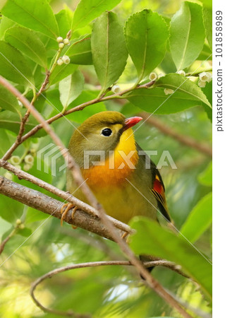 A cute and beautiful elephant butterfly... but a invasive alien species 101858989