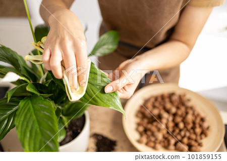 close up of Female gardener hands wiping spathiphyllum plant leaves close up of Female gardener hands wiping spathiphyllum plant leaves 101859155
