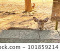 一隻鹿把它的下巴擱在奈良公園的石板上<奈良/奈良公園> 101859214