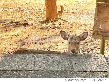 一隻鹿把它的下巴擱在奈良公園的石板上<奈良/奈良公園> 101859214