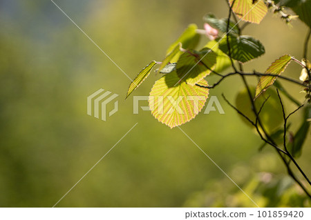 Fresh green of Tosamizuki and spring sunshine Fresh green of Tosamizuki and spring sunshine 101859420