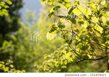 Fresh green of Tosamizuki and spring sunshine Fresh green of Tosamizuki and spring sunshine 101859421