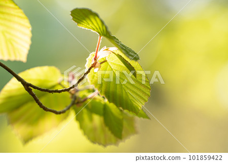 Fresh green of Tosamizuki and spring sunshine Fresh green of Tosamizuki and spring sunshine 101859422