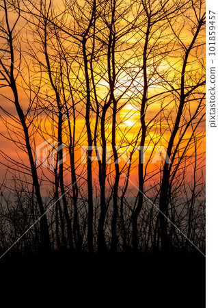 Beautiful sunset landscape with trees. Beautiful sunset landscape with trees. 101859457