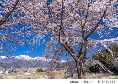 《長野縣》長野縣大町市的春景,盛開的櫻花和北阿爾卑斯山 《長野縣》長野縣大町市的春景,盛開的櫻花和北阿爾卑斯山 101859554