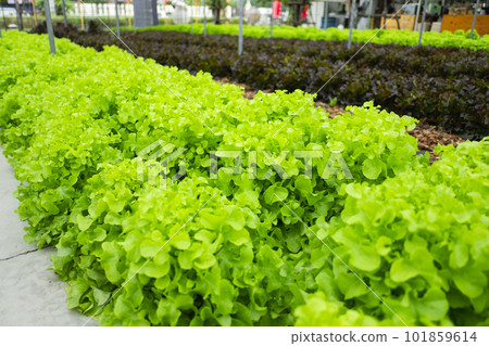 green lettuce plant 101859614