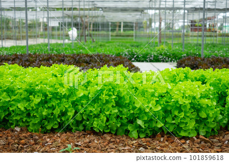green lettuce plant green lettuce plant 101859618