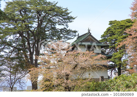 Giant Pine Tree and Mishin Turret, Hirosaki Castle in Spring, Aomori Prefecture Giant Pine Tree and Mishin Turret, Hirosaki Castle in Spring, Aomori Prefecture 101860069