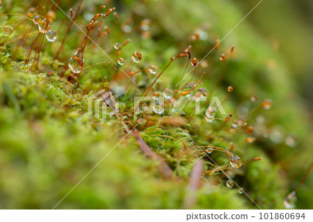 Photographing water droplets on moss with a macro lens 101860694