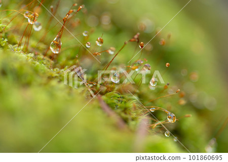 用微距鏡頭拍攝苔蘚上的水滴 用微距鏡頭拍攝苔蘚上的水滴 101860695