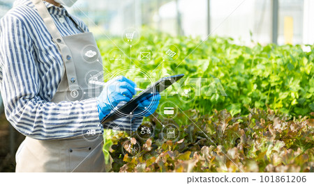Woman hands gardening lettuce in farm  with growth process and chemical formula on green background. 101861206