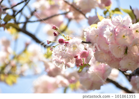 Bright pink double cherry blossoms 101861355