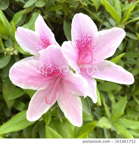 雨後鮮綠杜鵑花的特寫 雨後鮮綠杜鵑花的特寫 101861752