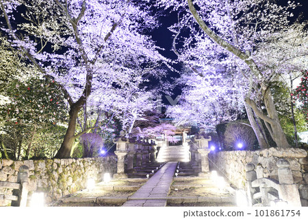 滋賀三井寺的夜櫻 滋賀三井寺的夜櫻 101861754