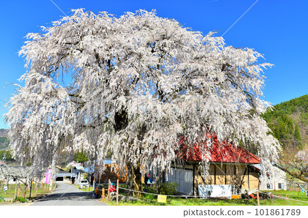 中潮垂枝櫻花（長野縣高山村）[2023年4月] 101861789