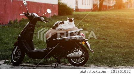 cat is sitting on a scooter 101861932