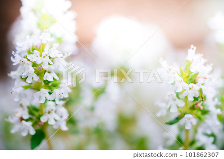 Blossoming thyme in the nature 101862307