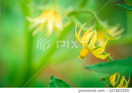 Flowers of tomato in a garden 101862309