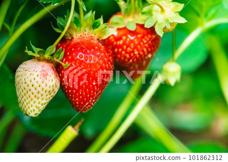 fresh ripe strawberry 101862312