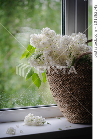 White Lilac flowers bouquet White Lilac flowers bouquet 101862348