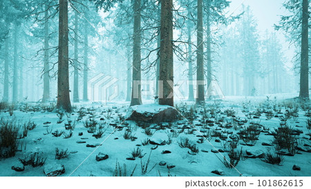 Winter forest in the fog Winter forest in the fog 101862615